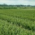 油茶树苗【二年小杯苗】湘林系列嫁接高产油茶苗
