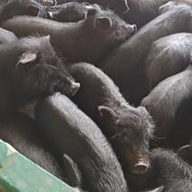 藏香猪养殖，自养自销全国发货一只也是批发价
