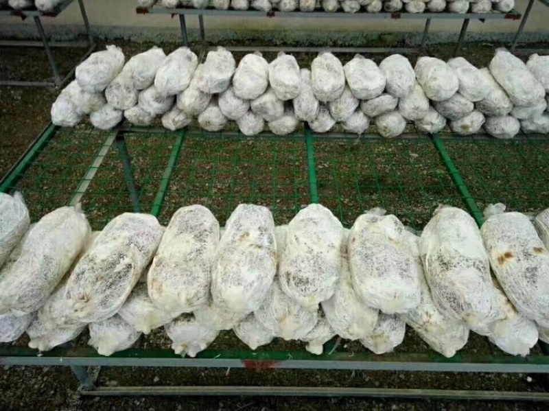 灵芝菌棒大量现货供应充足，自产自销成活率高好养活