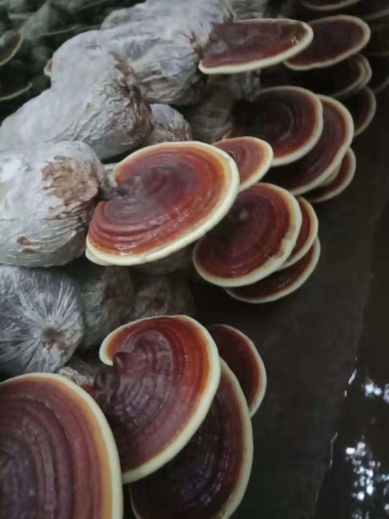 灵芝菌棒大量现货供应充足，自产自销成活率高好养活