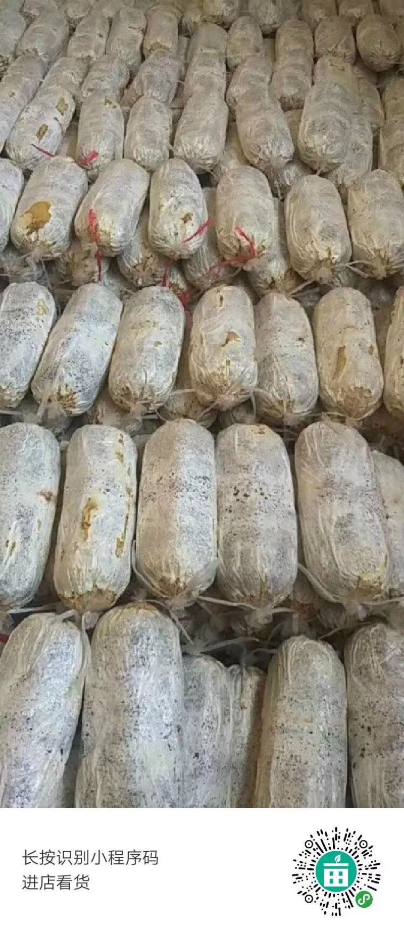 灵芝菌棒大量现货供应充足，自产自销成活率高好养活