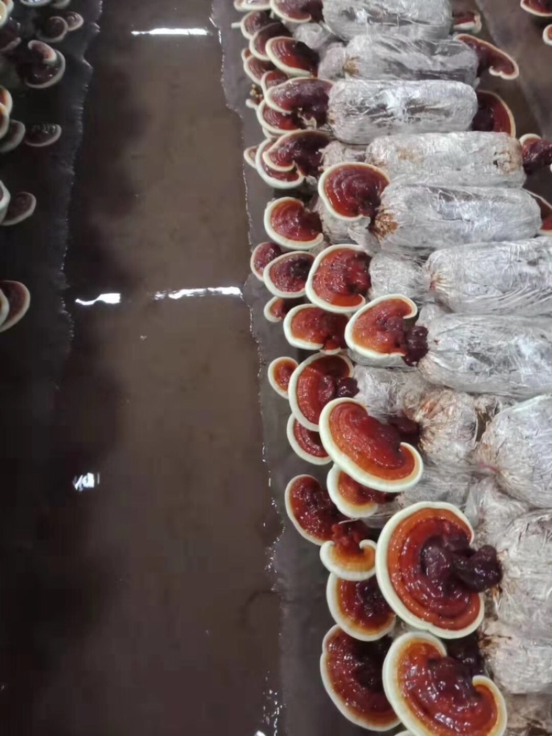 灵芝菌棒大量现货供应充足，自产自销成活率高好养活
