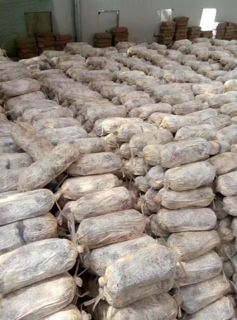 灵芝菌棒大量现货供应充足，自产自销成活率高好养活