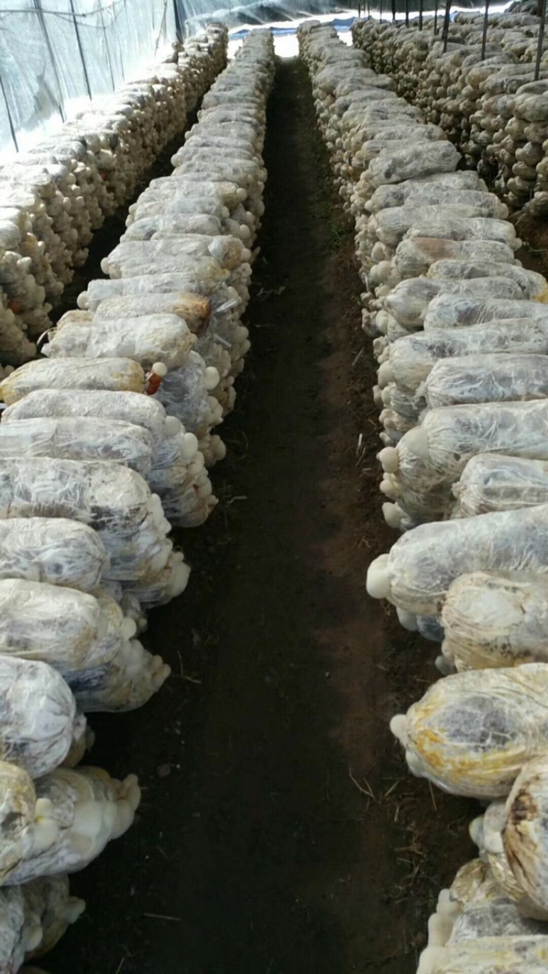 灵芝菌棒大量现货供应充足，自产自销成活率高好养活