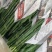 富贵竹水培盆栽绿植物室内直竹跑江湖地毯10元模式