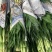 富贵竹水培盆栽绿植物室内直竹跑江湖地毯10元模式