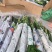 富贵竹水培盆栽绿植物室内直竹跑江湖地毯10元模式