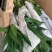 富贵竹水培盆栽绿植物室内直竹跑江湖地毯10元模式