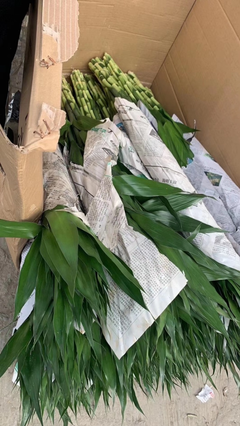 富贵竹水培盆栽绿植物室内直竹跑江湖地毯10元模式