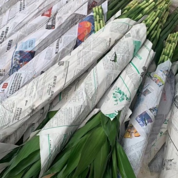 富贵竹水培盆栽绿植物室内直竹跑江湖地毯10元模式