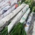 富贵竹水培盆栽绿植物室内直竹跑江湖地毯10元模式