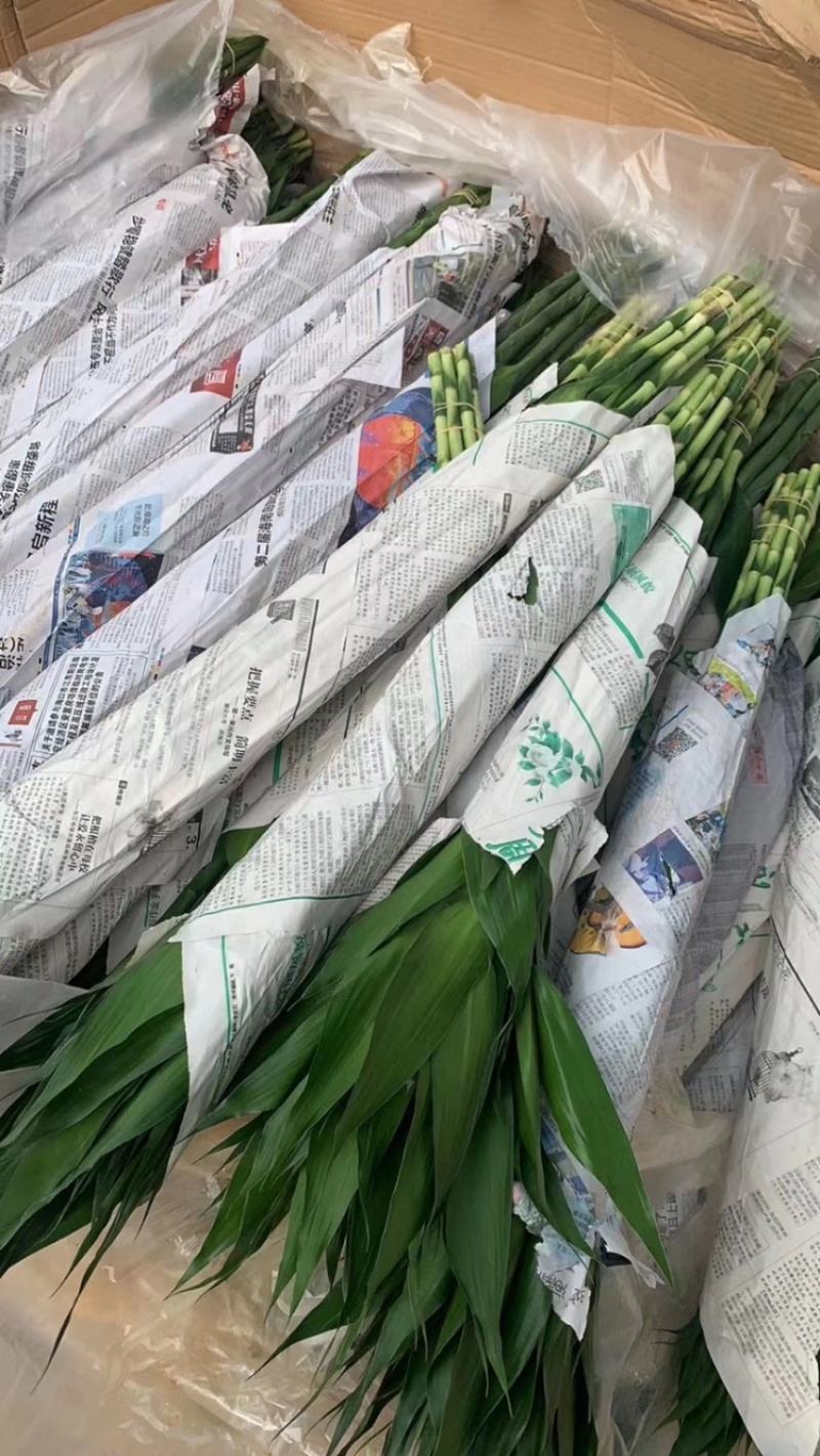 富贵竹水培盆栽绿植物室内直竹跑江湖地毯10元模式