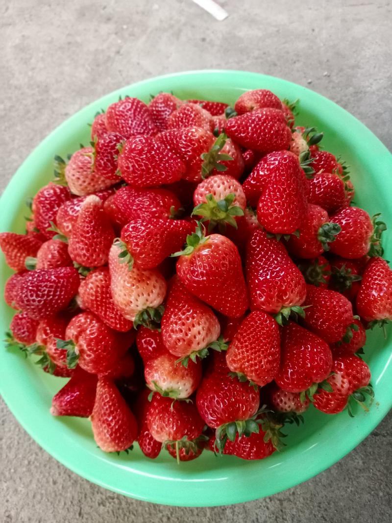 万亩草莓基地精品妙香草莓承接电商批发代发全国供应