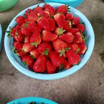 万亩草莓基地精品妙香草莓承接电商批发全国供应