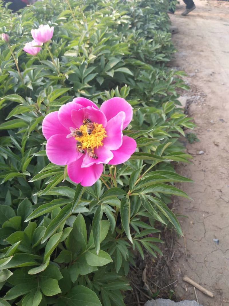 芍药基地直销常年供应各种绿化苗木