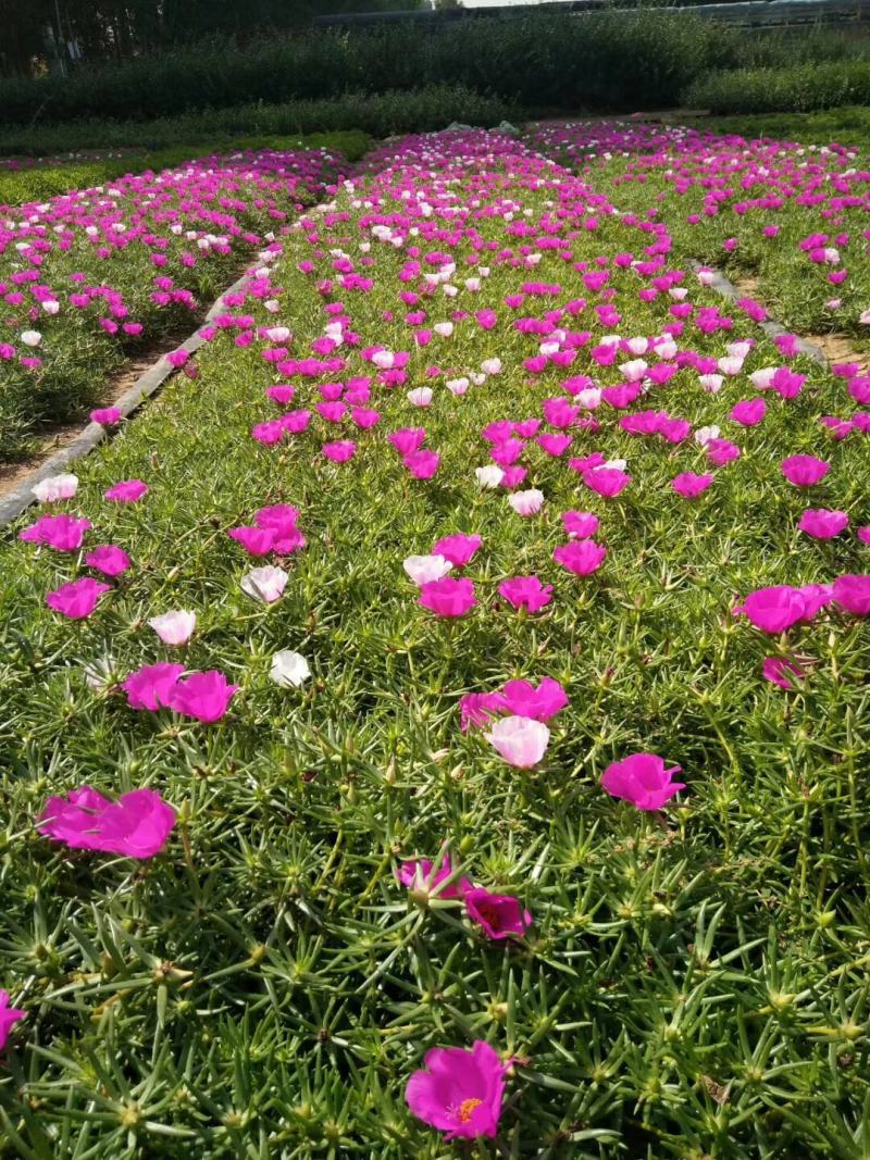 芍药基地直销常年供应各种绿化苗木