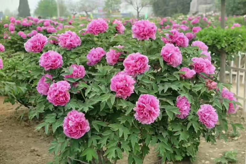 芍药基地直销常年供应各种绿化苗木