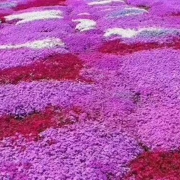 芝樱芝樱杯苗芝樱花海设计芝樱价格芝樱产地