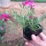 芝樱芝樱杯苗芝樱花海设计芝樱价格芝樱产地