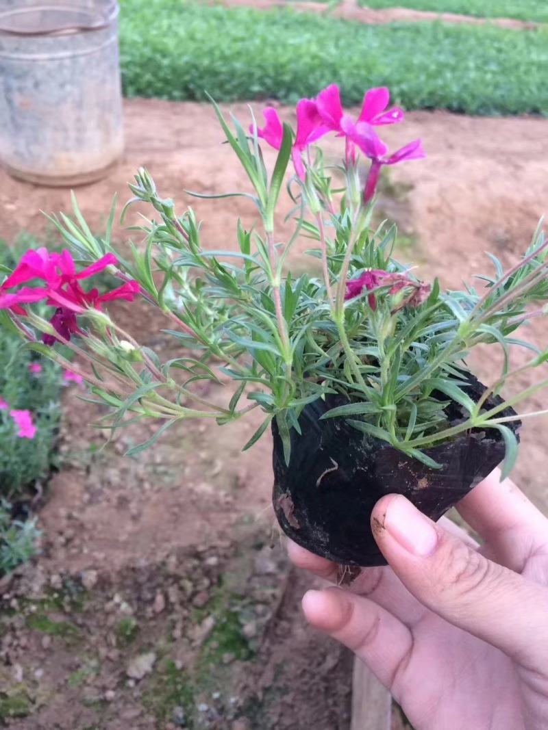芝樱芝樱杯苗芝樱花海设计芝樱价格芝樱产地