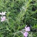 芝樱芝樱杯苗芝樱花海设计芝樱价格芝樱产地