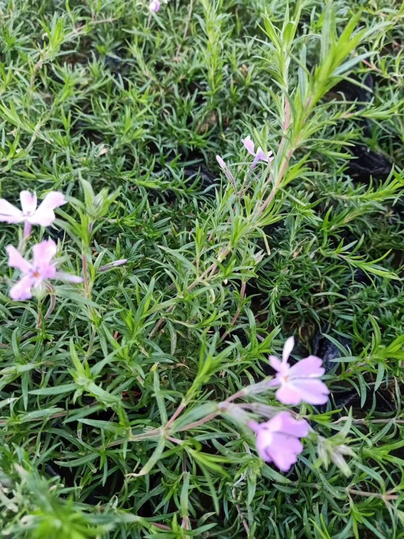 芝樱芝樱杯苗芝樱花海设计芝樱价格芝樱产地