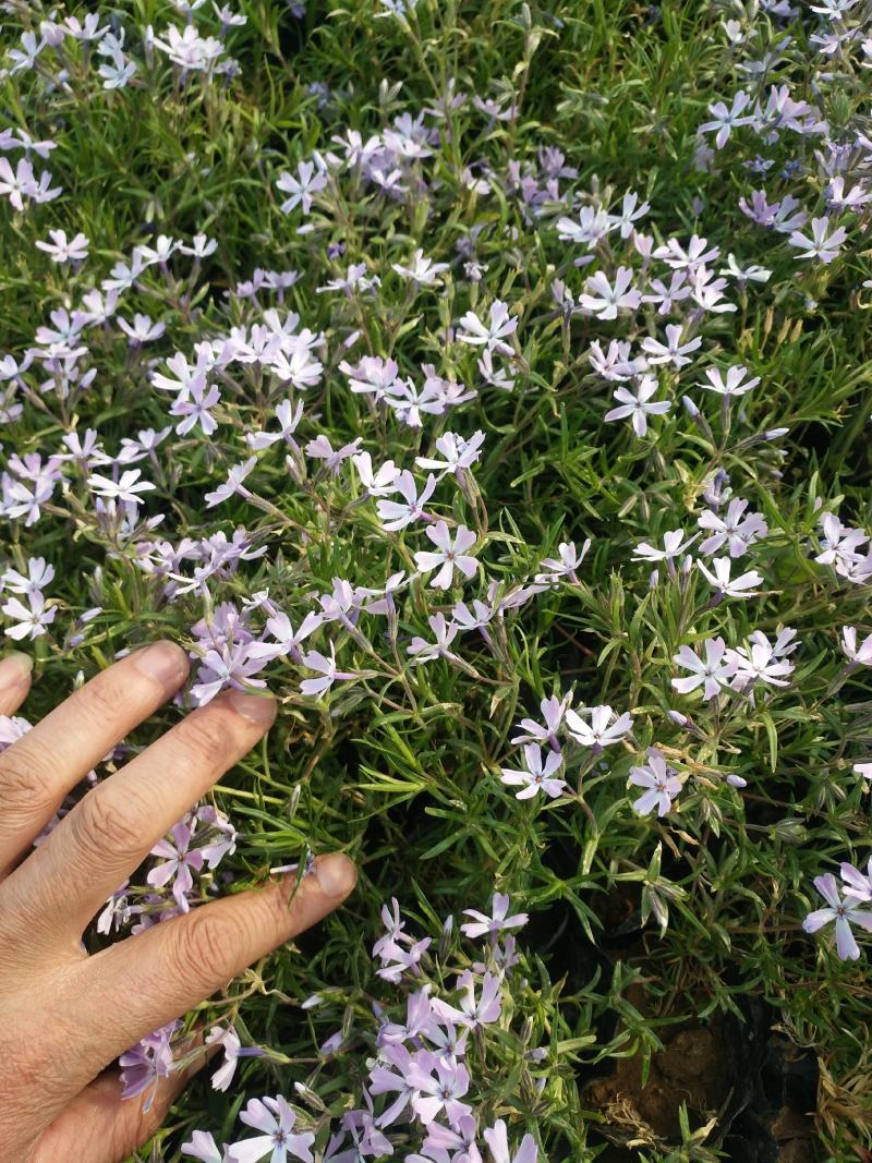 芝樱芝樱杯苗芝樱花海设计芝樱价格芝樱产地