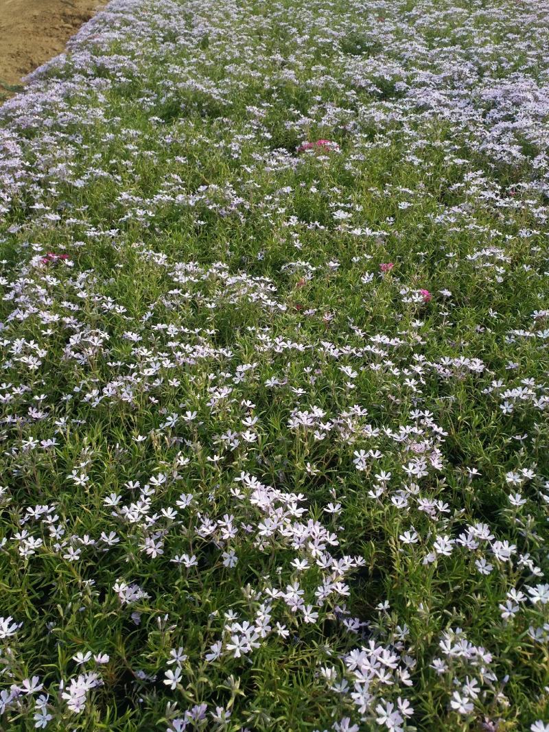 芝樱芝樱杯苗芝樱花海设计芝樱价格芝樱产地