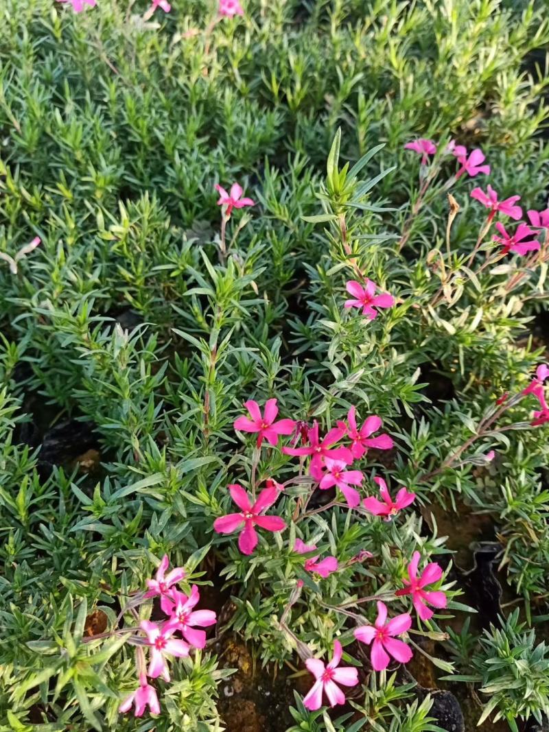 芝樱芝樱杯苗芝樱花海设计芝樱价格芝樱产地