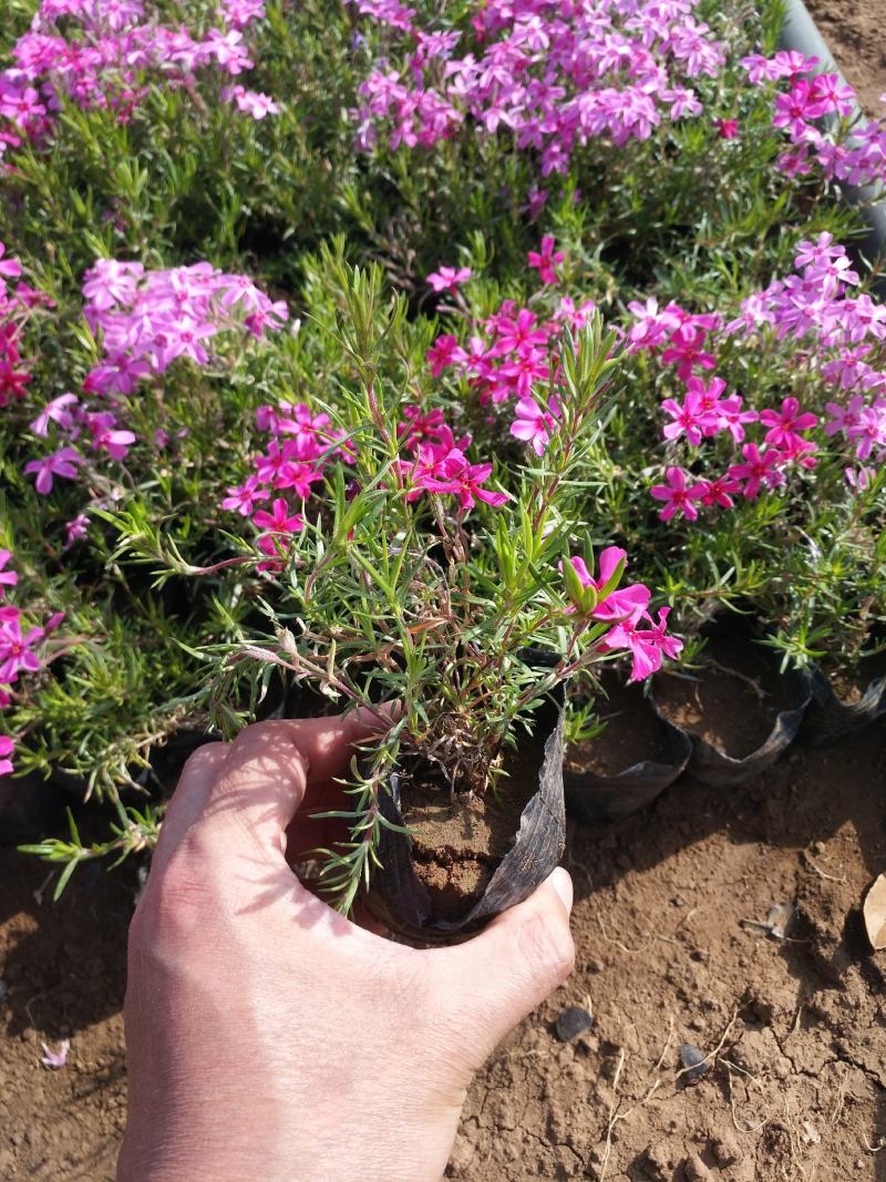 芝樱芝樱杯苗芝樱花海设计芝樱价格芝樱产地