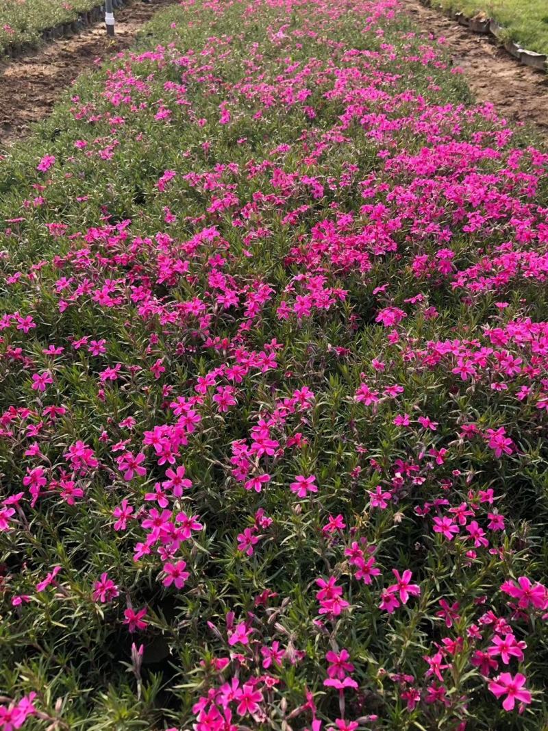 芝樱芝樱杯苗芝樱花海设计芝樱价格芝樱产地