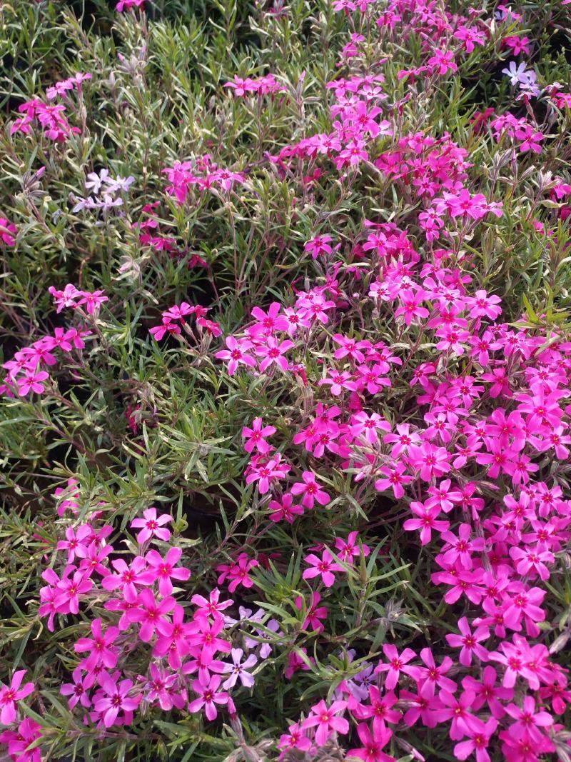 芝樱芝樱杯苗芝樱花海设计芝樱价格芝樱产地