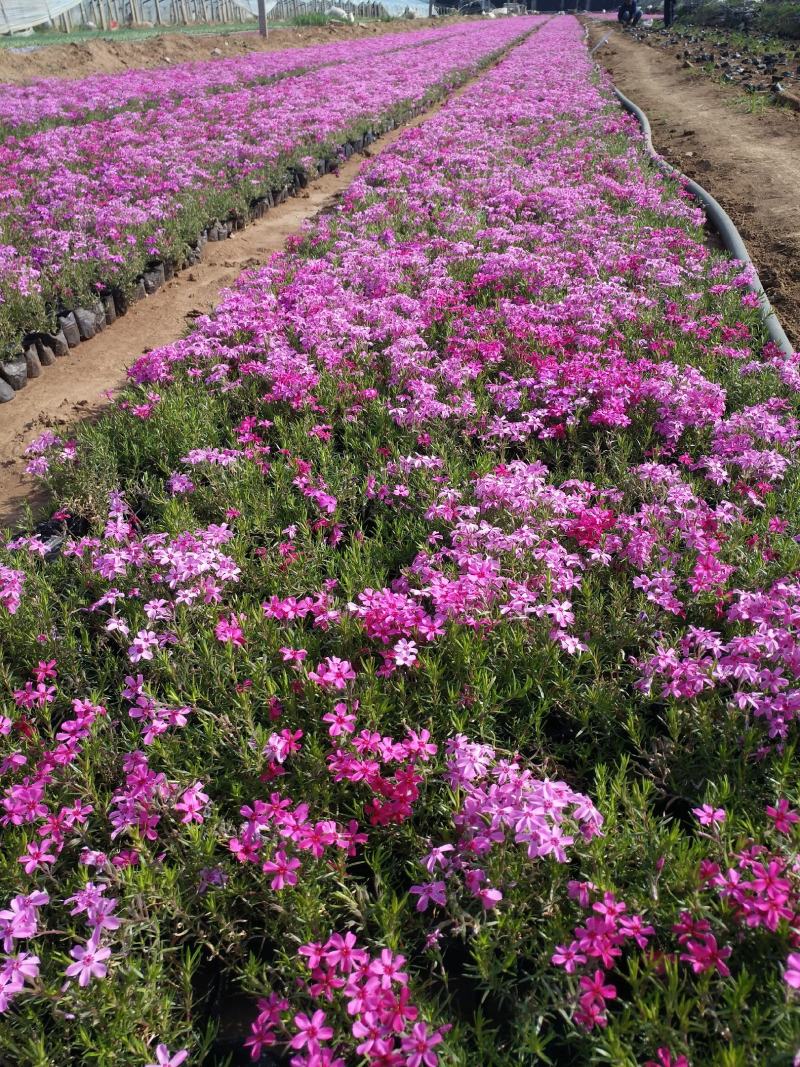 芝樱芝樱杯苗芝樱花海设计芝樱价格芝樱产地