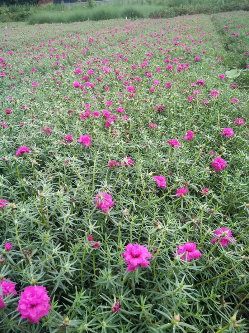 半枝莲基地直销，常年销售各种绿化苗木。
