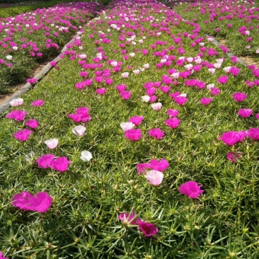 半枝莲基地直销,常年销售各种绿化苗木。