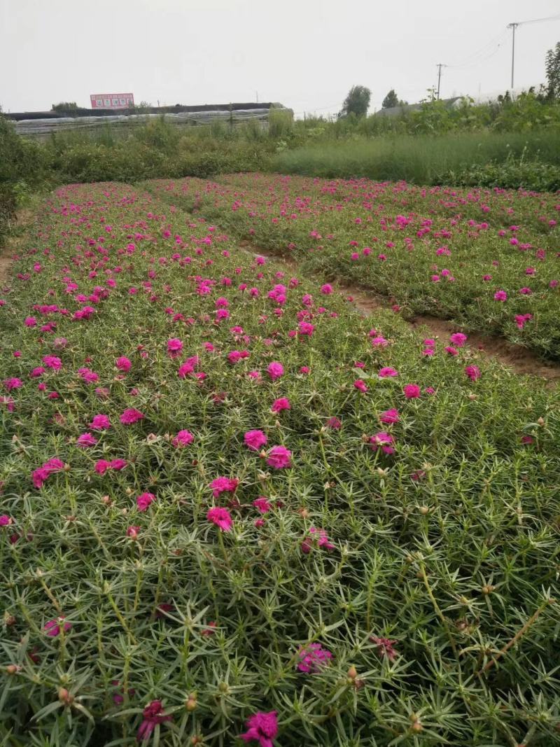 半枝莲基地直销，常年销售各种绿化苗木。