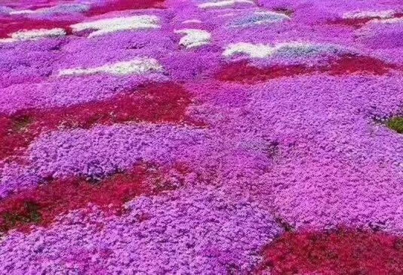 花海用丛生福禄考价格丛生福禄考产地青州丛生福禄考