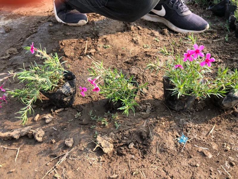 花海用丛生福禄考价格丛生福禄考产地青州丛生福禄考