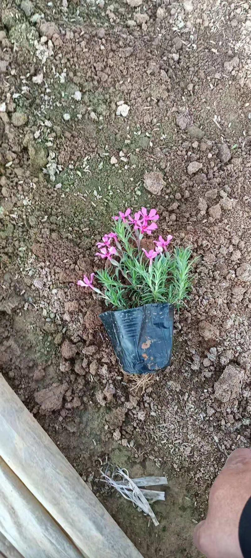 花海用丛生福禄考价格丛生福禄考产地青州丛生福禄考