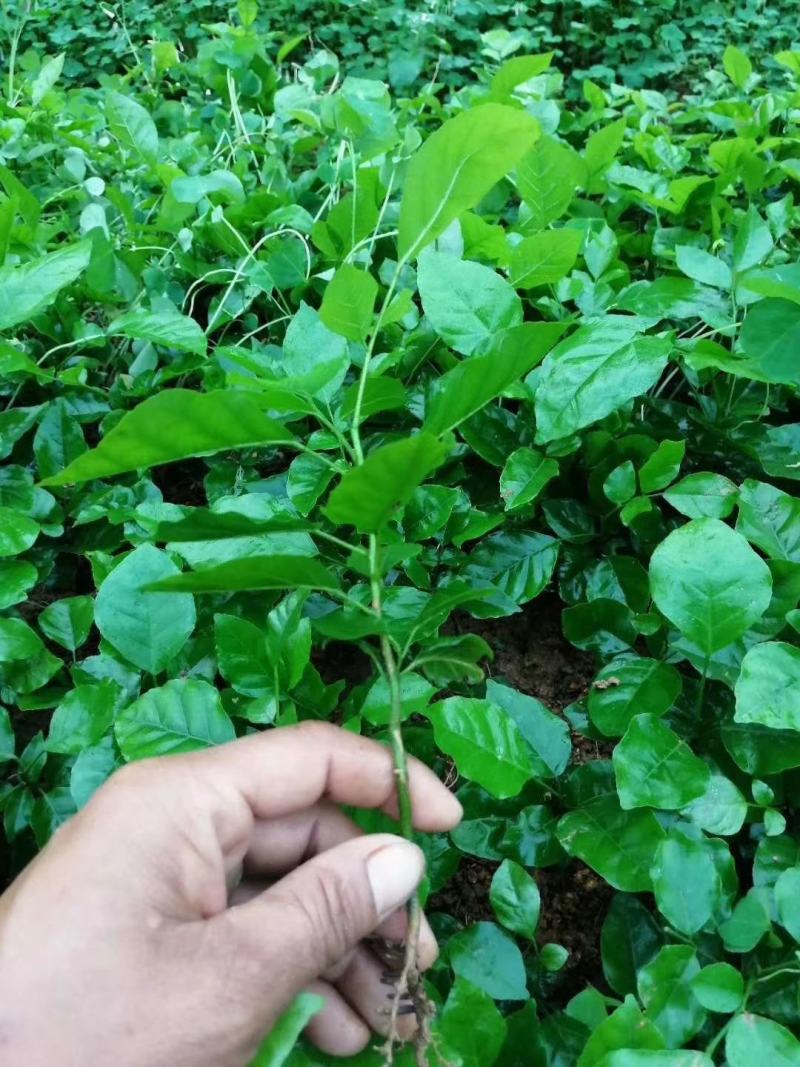 黄皮小苗，直生苗，大小规格均有，大量有货，根系发达