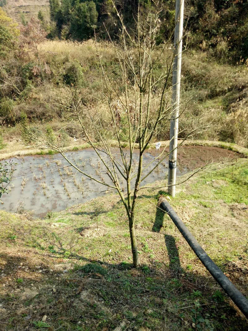 怀化靖州杨梅树各种规格都有欢迎打扰