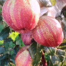 早酥红梨苗。免费提供种植技术，保证纯度保证质量保证成活率