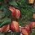 早酥红梨苗。免费提供种植技术，保证纯度保证质量保证成活率