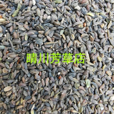 柴胡新种子，北柴胡，黑柴胡种子，精选货，发芽率99%，