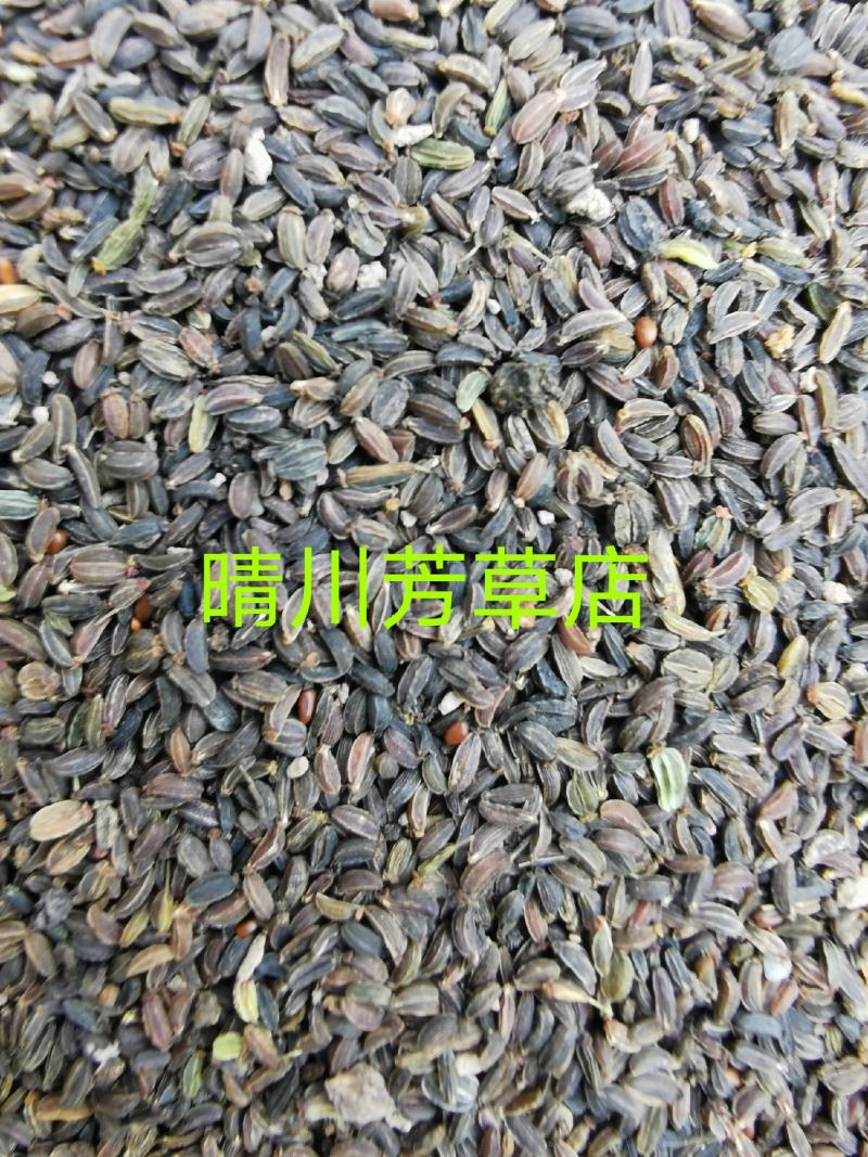 柴胡新种子，北柴胡，黑柴胡种子，精选货，发芽率99%，