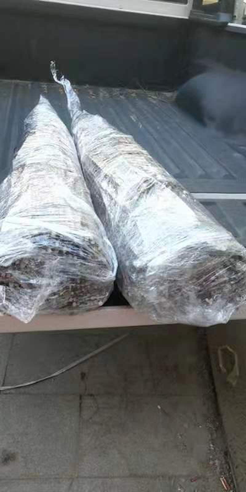 榆叶梅条红叶榆叶梅量大优惠现货批发