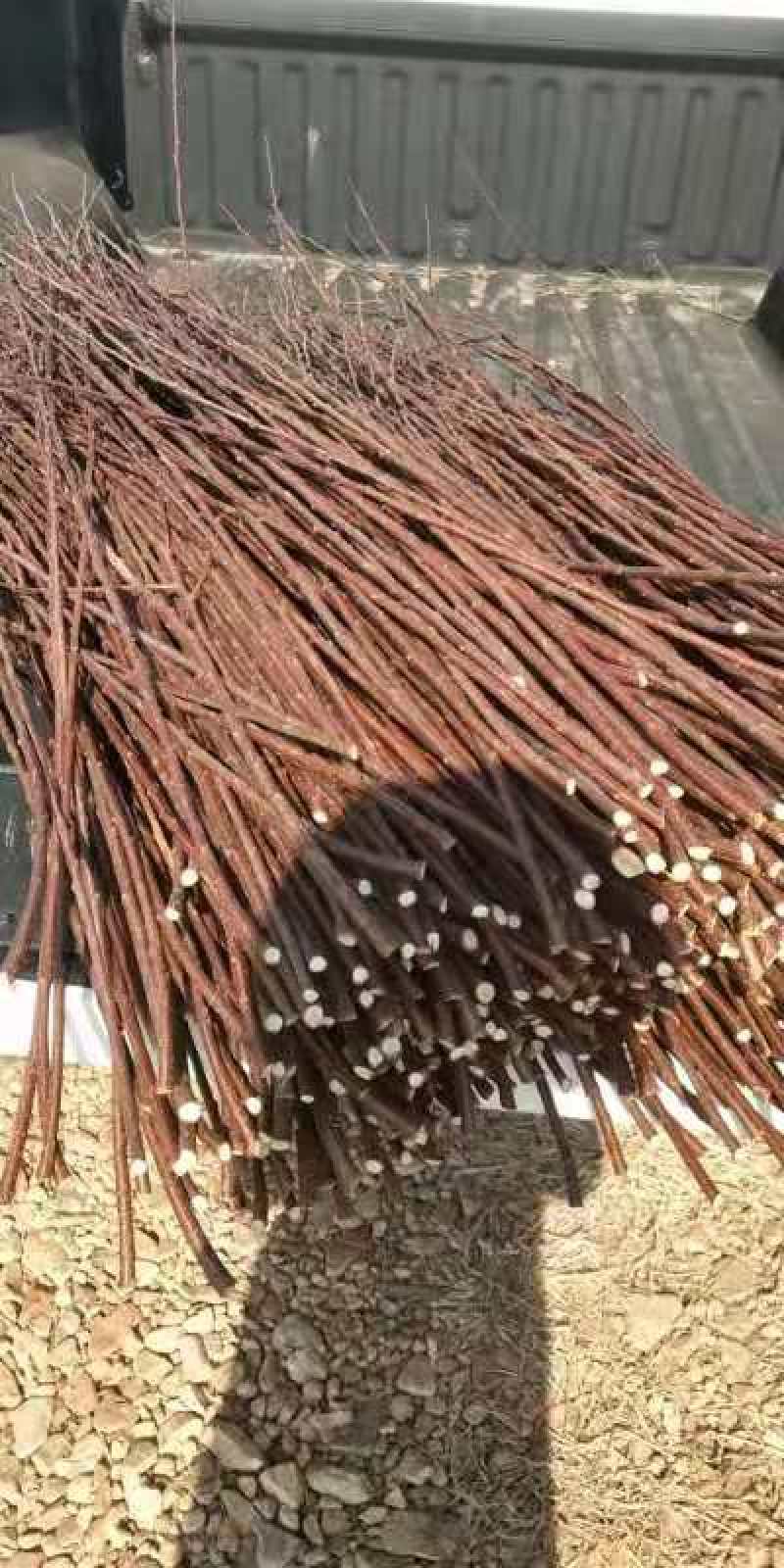 榆叶梅条红叶榆叶梅量大优惠现货批发