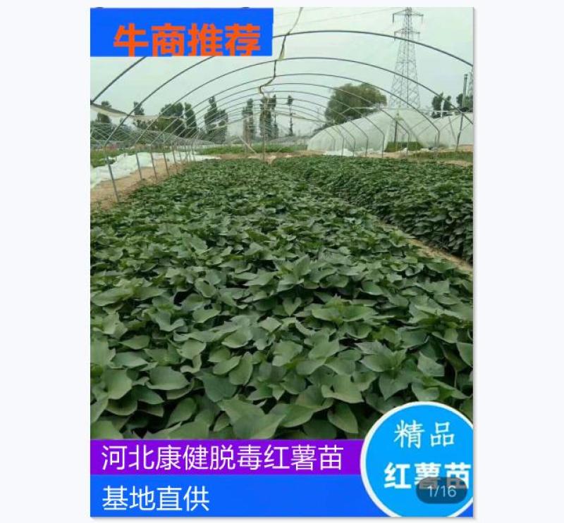 脱毒红薯苗龙九苗西瓜红苗地瓜苗山芋苗红薯苗