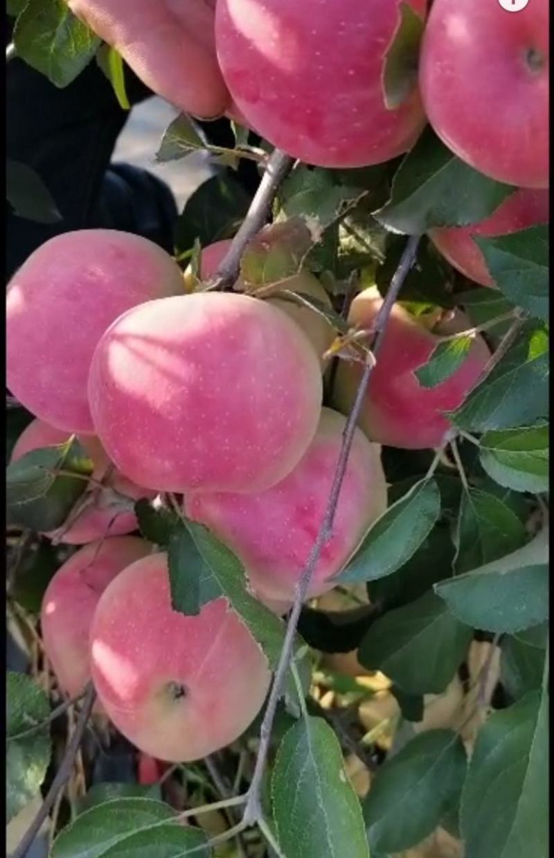 青森水蜜桃苹果苗，矮化苹果苗，当年栽植来年见果