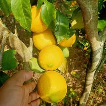 优力克黄柠檬新鲜采摘黄柠檬产地大量供应大量有货